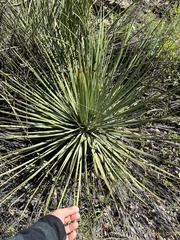 Hesperoyucca whipplei
