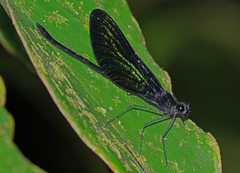 Matronoides cyaneipennis