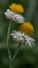 Ammobium alatum