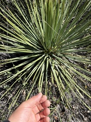 Hesperoyucca whipplei