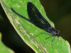 Matronoides cyaneipennis