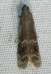 Euzophera semifuneralis