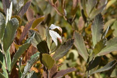 Dasineura salicifoliae