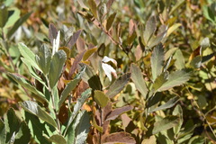Dasineura salicifoliae