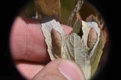 Dasineura salicifoliae