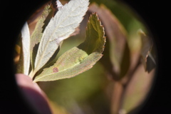 Dasineura salicifoliae