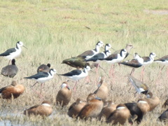 Himantopus mexicanus melanurus