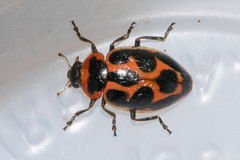 Naemia seriata