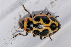 Naemia seriata