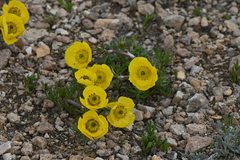 Ranunculus adoneus