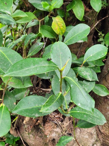 Cleyera japonica iNat (3)