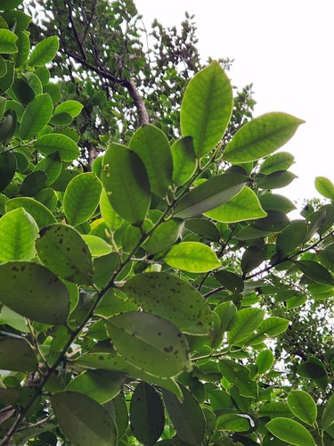 Cleyera japonica
