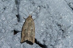 Harmologa