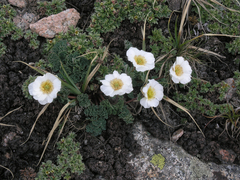 Callianthemum alatavicum