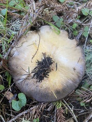 Agaricus albolutescens