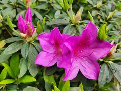 Rhododendron × pulchrum