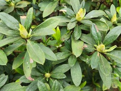 Rhododendron × pulchrum