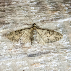Eupithecia jejunata