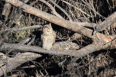 Bubo virginianus magellanicus