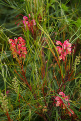 Grevillea johnsonii