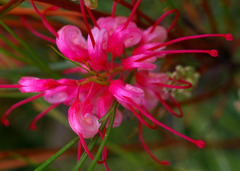 Grevillea johnsonii