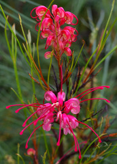 Grevillea johnsonii