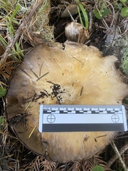 Agaricus albolutescens