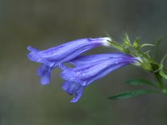 Penstemon fruticosus