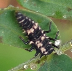 Cheilomenes sexmaculata