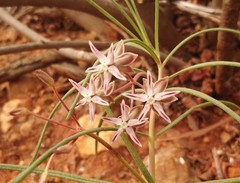 Asclepias stellifera