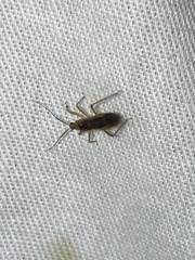 Oncerotrachelus