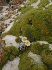 Callianthemum alatavicum