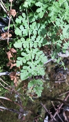 Woodsia obtusa
