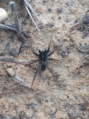 Araneae