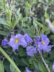 Solanum parishii
