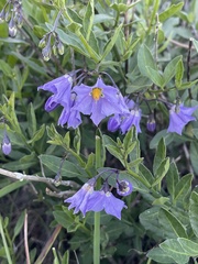 Solanum parishii