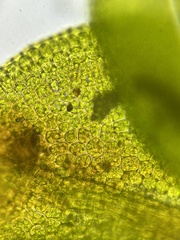 Syntrichia papillosa