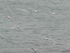 Larus glaucoides
