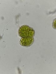 Syntrichia papillosa
