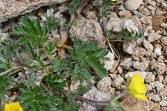 Potentilla subjuga