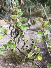 Pomaderris paniculosa