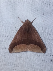 Pseudophisma aeolida