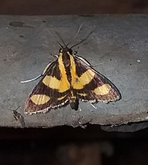 Syngamia