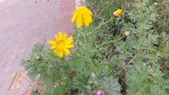 Glebionis coronaria