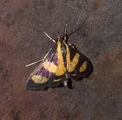 Syngamia