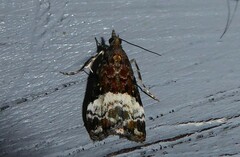 Scoparia minusculalis