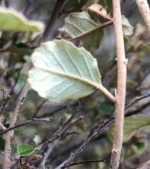 Pomaderris paniculosa