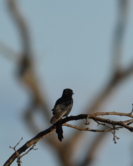Melaenornis pammelaina
