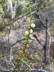 Acacia rupicola