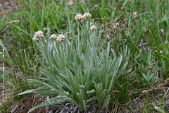 Antennaria anaphaloides